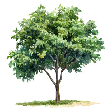 Watercolor illustration vector of Black Locust Tree, isolated on a clean white background.