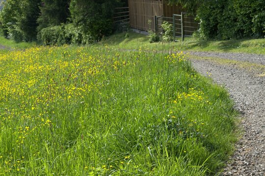 Buttercup Wildflower Meadow Along Gravel Path, Geisbergsteig HP5 Sprin
