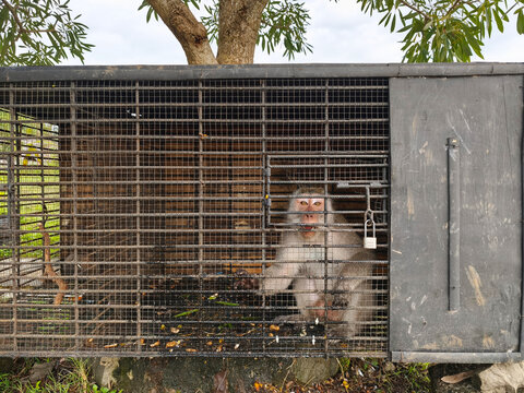 A long-tailed macaque monkey locked inside a rusty iron cage outdoors.