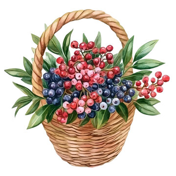 Brunia Berry Flower Basket, detailed watercolor clipart vector, isolated on a pure white background.