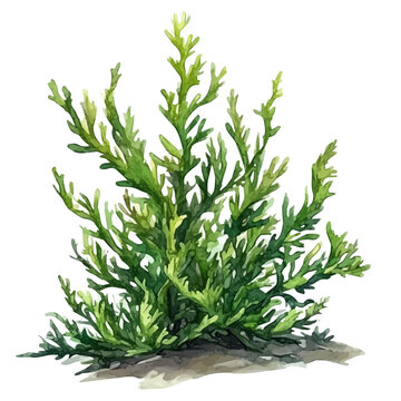 Hand-drawn watercolor artwork of Elodea, vector, isolated on a white background.