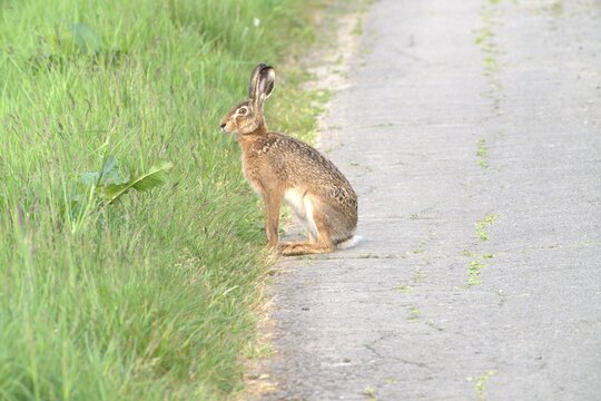 European Brown Hare Sitting at Roadside in Spring, Geisbergsteig HP5 G