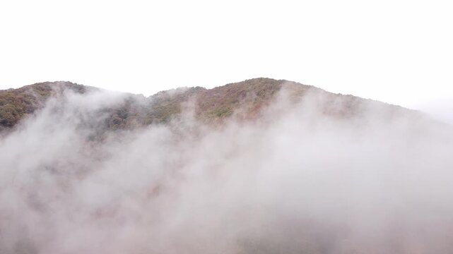 Drone footage of low autumn clouds and white fog drifting through mountain forests. Camera captures colorful fall trees blanketed by thick mist under an overcast sky.