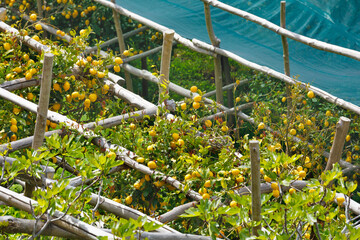Ripe yellow lemons grow on traditional rustic wooden trellis system covered with green protective shading net on Path of Lemons trail between Maiori and Minori in Amalfi coast area, Italy © IgorZh