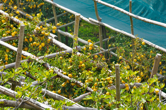 Ripe yellow lemons grow on traditional rustic wooden trellis system covered with green protective shading net on Path of Lemons trail between Maiori and Minori in Amalfi coast area, Italy