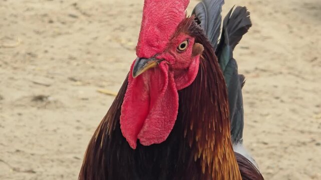 Majestic rooster head close up, vibrant red comb and wattle of a farm bird, detailed portrait of a domestic cockerel in a rural setting