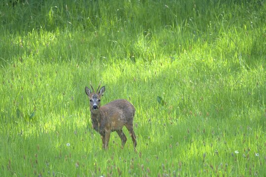 Roe Deer Buck Standing Alert in Green Spring Meadow, Geisbergsteig HP5