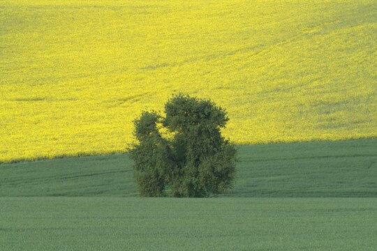 Solitary Tree Between Rapeseed and Wheat Fields, Geisbergsteig HP5