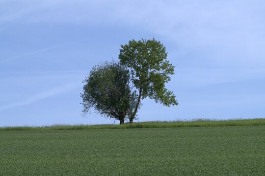 Solitary Twin Tree on Green Wheat Hilltop Against Blue Sky, Geisbergst