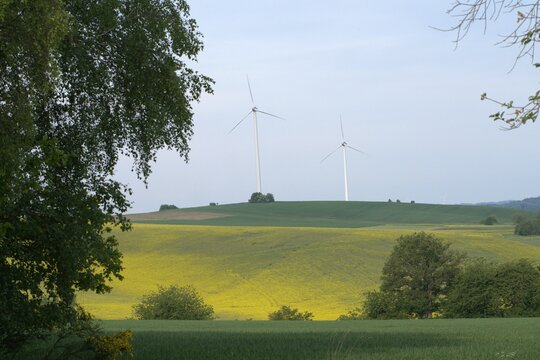 Two Wind Turbines Over Rolling Rapeseed Fields Framed by Birch, Geisbe