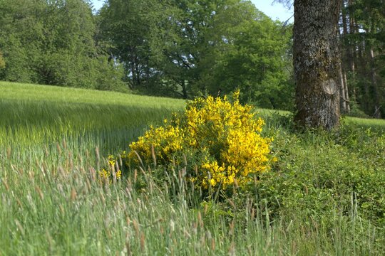 Yellow Broom Shrub at Forest Field Margin on Geisbergsteig HP5 Trail