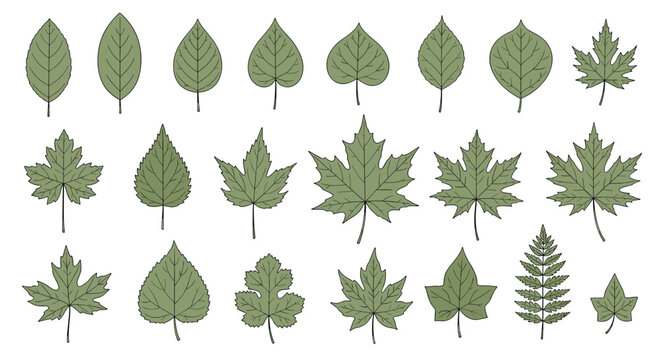 Collection of diverse green tree leaves in various shapes and species including maple and elm for nature and botany themes.