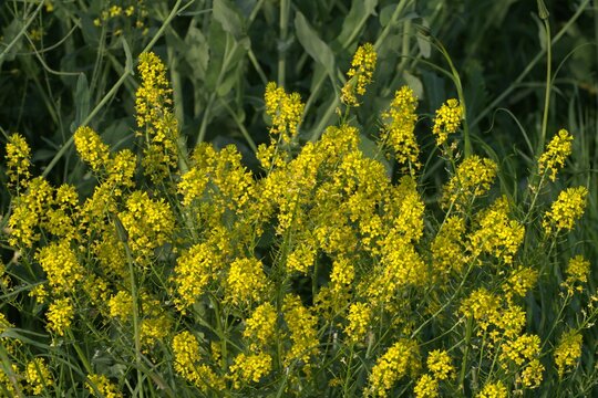 Yellow Wild Mustard Flowers in Close-Up, Geisbergsteig HP5 Spring