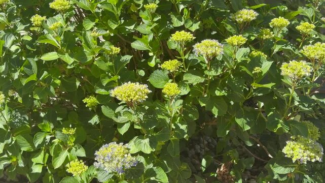 Green hydrangea flowers and lush foliage in sunlight with natural garden background and vibrant botanical details