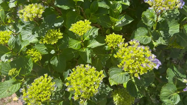 Green hydrangea flowers and lush foliage in sunlight with natural garden background and vibrant botanical details