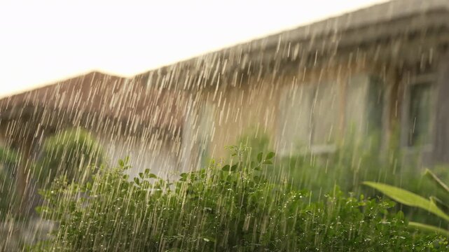 Static shot of golden hour sun shower rain falling through green leaves with clear house background, warm cozy homey late afternoon garden feeling