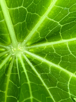 green leaf macro