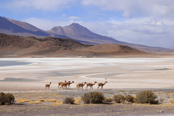 Laguna Ukhuqucha, Laguna honda, Lama vicugna, Andes, Bolivia © Kamil
