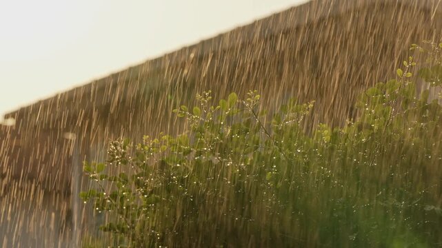 Static shot of intense Golden Hour sun shower rain falling through green leaves in a cozy village home garden, warm rich orange glow evening atmosphere