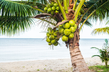 Fototapeta premium Coconut tree on a tropical island with beautiful beach. Nature background.