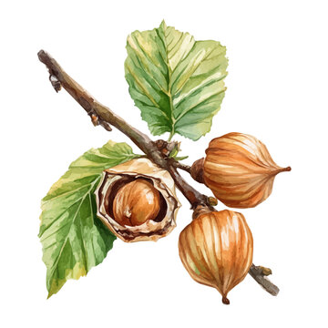 Hazelnut On A Tree Branch, detailed watercolor clipart vector, isolated on a pure white background.
