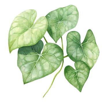 Giloy, artistic watercolor illustration vector, isolated on a white background.