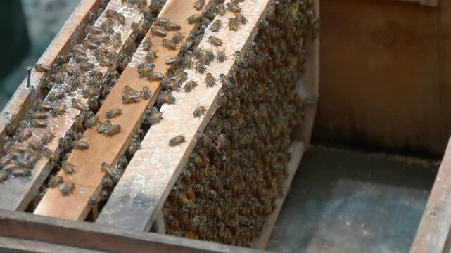 Hundreds of friendly honey bees move around their bee house on a Dragon island in Mekong River Delta in Vietnam. Wooden honeybee hive frame filled with bees working on honeycomb