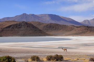Laguna Ukhuqucha, Laguna honda, Lama vicugna, Andes, Bolivia © Kamil