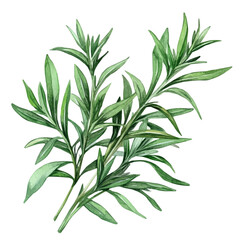 Fototapeta premium Hand-drawn watercolor artwork of Tarragon, vector, isolated on a white background.