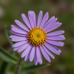 Obraz premium Closeup view of a vibrant purple aster flower in full bloom showcasing its intricate details.