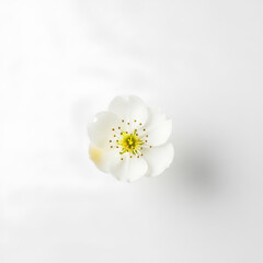 Fototapeta premium Delicate white flower with yellow center on white background.