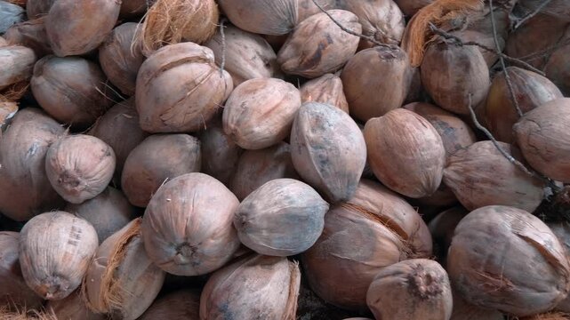 A pile of year old fully ripen fibrous brown coconuts stacked in a pile lay on the ground waiting for their turn to be opened and share its pulp to be obtained
