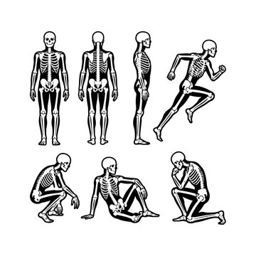 Human skeleton anatomy set showing different poses including standing running sitting and kneeling on white.