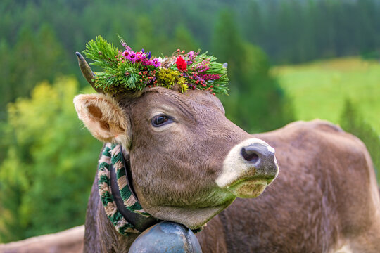 Viehscheid - Kranzkuh - Allg&auml;u - Braunvieh - Bad Hindelang