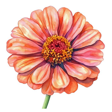 Zinnia Flower, realistic watercolor illustration vector, isolated on a white background.