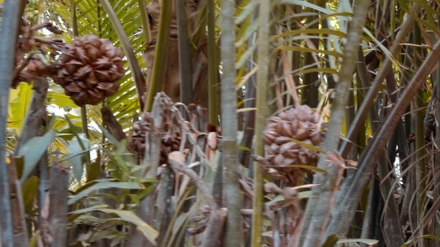 Spiky coconut like fruits of the Nipa palm (Nypa fruticans), a mangrove palm species grow on both sides of narrow river channels of Mekong Delta
