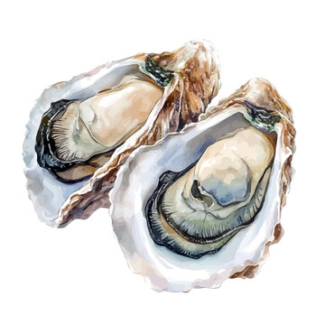 Oleaster, soft hand-painted watercolor illustration, isolated on a white background.