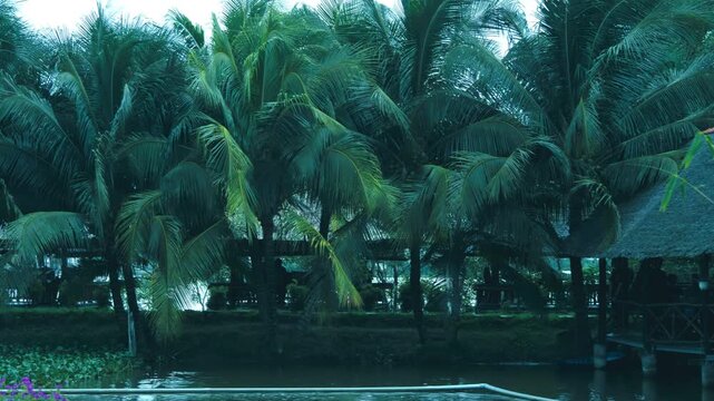 Lush green coconut palm trees grow in a row along the Mekong river delta in Vietnam, providing shade for people relaxing below
