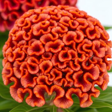 Closeup of vibrant orange cockscomb flower in full bloom detailed texture.