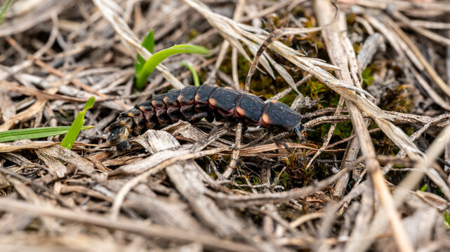 The Armored Glow-Worm: Larval Stage of Lampyris noctiluca