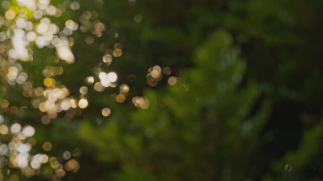 Rack focus from natural bokeh background to sharp sunburst through green trees swaying in gentle wind, morning sunlight with hopeful feeling