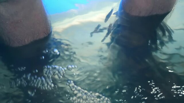 A man sits with his feet in a pool where massage fish Garra rufa (also known as doctor fish) nibble away dead skin cells from the feet. Fish spa pedicure experience is a funny and useful pastime for t