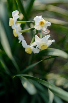 BELLAS FLORES DE NARCISO (Narcissus)