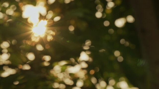 Close up of intense golden hour sunburst leaking through green leaves swaying in the wind, natural bokeh background with relaxing peaceful feeling