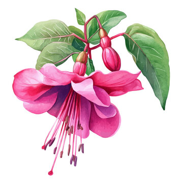 Watercolor vector illustration of Fuchsia Flower, isolated on a white background.
