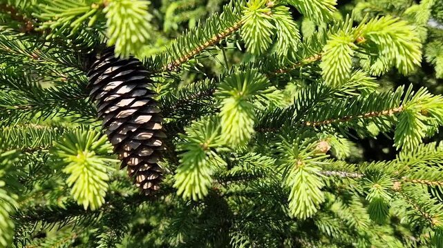 Spruce branches with young shoots and cones on a background of blue sky with white clouds. Spring awakening of nature: young spruce needles and cones. Nature in spring.