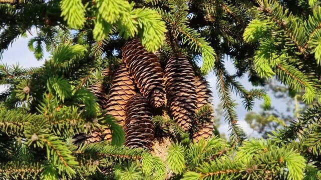 Spruce branches with young shoots and cones on a blue sky background with white clouds. Spruce branches with young shoots and cones on a blue sky background. Nature in spring