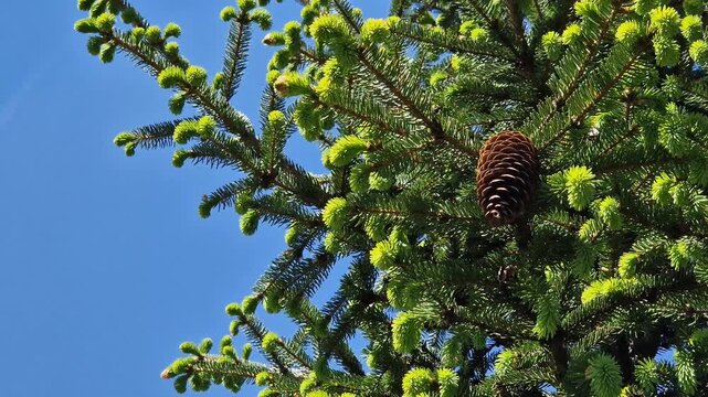 Spruce branches with young shoots and cones on a blue sky background with white clouds. Spruce branches with young shoots and cones on a blue sky background. Nature in spring