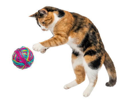 Calico cat playing with a colorful yarn ball isolated on transparent background