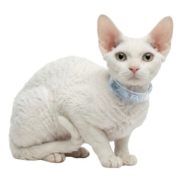 White Devon Rex cat wearing a futuristic collar isolated on transparent background